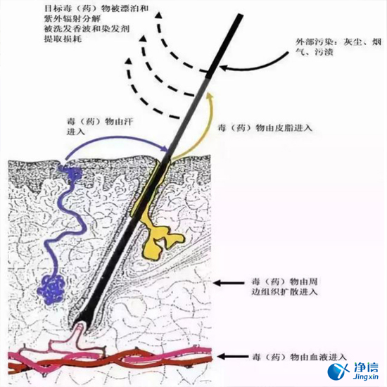  毛發毒品檢測儀檢測腿毛竟可以測出吸毒?做了全身脫毛也可以？